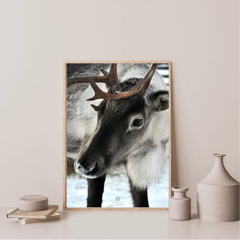 Reinsdyr | 50x70 Plakat